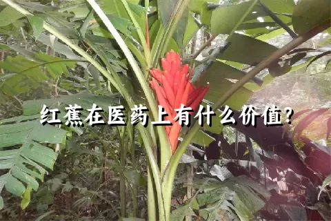 红蕉在医药上有什么价值？