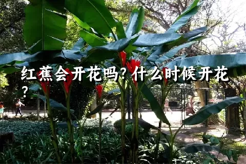 红蕉会开花吗？什么时候开花？