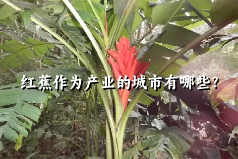 红蕉作为产业的城市有哪些？