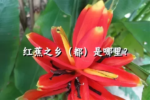 红蕉之乡（都）是哪里？