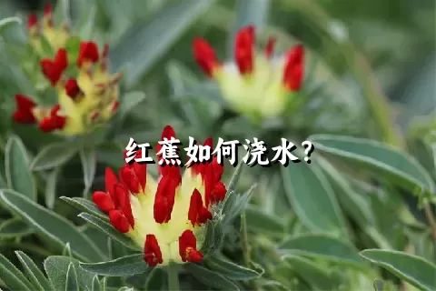 红蕉如何浇水？