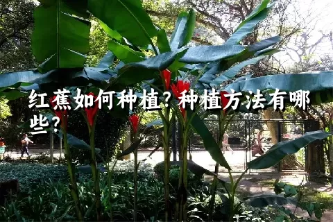 红蕉如何种植？种植方法有哪些？