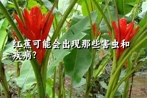 红蕉可能会出现那些害虫和疾病？