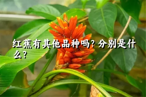 红蕉有其他品种吗？分别是什么？