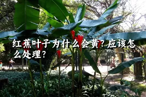 红蕉叶子为什么会黄？应该怎么处理？