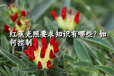 红蕉光照要求知识有哪些？如何控制