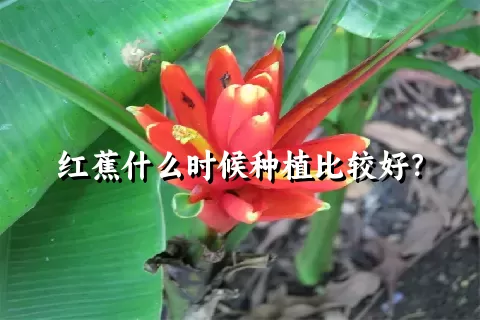 红蕉什么时候种植比较好？