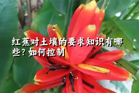 红蕉对土壤的要求知识有哪些？如何控制