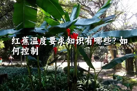 红蕉温度要求知识有哪些？如何控制