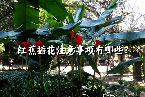 红蕉插花注意事项有哪些？