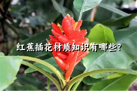 红蕉插花材质知识有哪些？