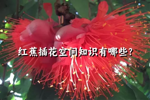 红蕉插花空间知识有哪些？