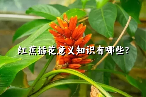 红蕉插花意义知识有哪些？