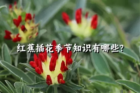 红蕉插花季节知识有哪些？