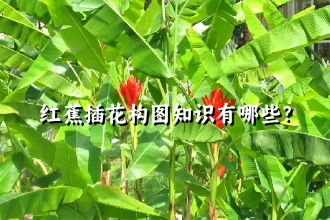 红蕉插花构图知识有哪些？