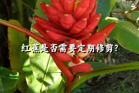 红蕉是否需要定期修剪？