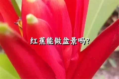 红蕉能做盆景吗？