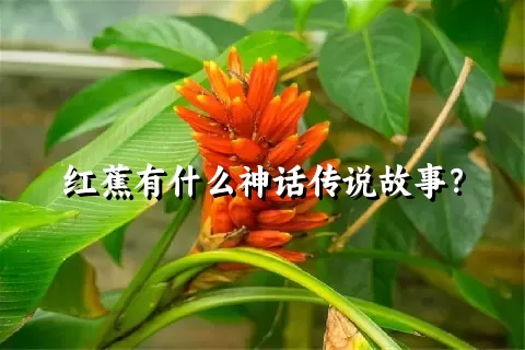 红蕉有什么神话传说故事？