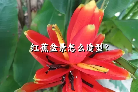 红蕉盆景怎么造型？