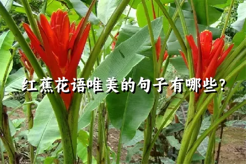 红蕉花语唯美的句子有哪些？