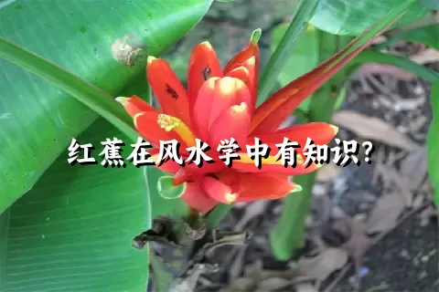 红蕉在风水学中有知识？