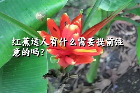 红蕉送人有什么需要提前注意的吗？