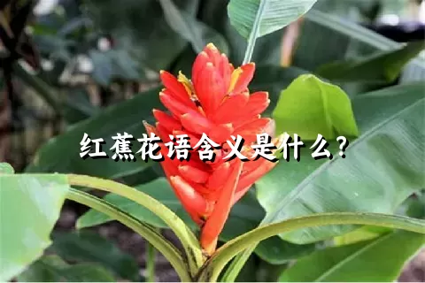 红蕉花语含义是什么？