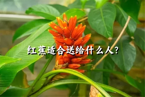 红蕉适合送给什么人？