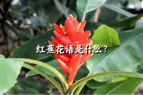 红蕉花语是什么？