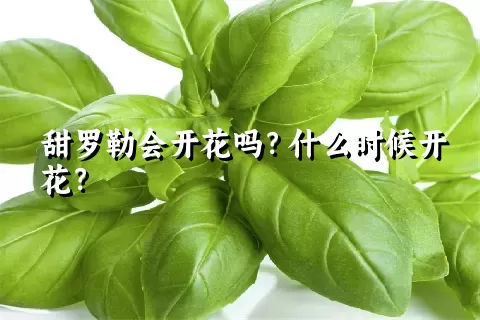 甜罗勒会开花吗？什么时候开花？