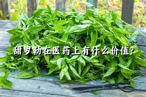 甜罗勒在医药上有什么价值？