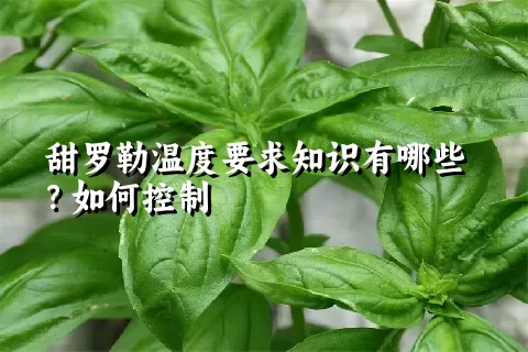 甜罗勒温度要求知识有哪些？如何控制