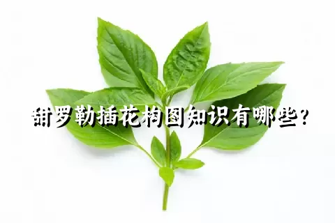 甜罗勒插花构图知识有哪些？