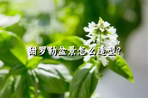 甜罗勒盆景怎么造型？