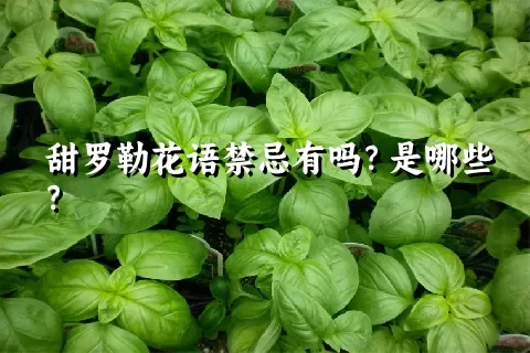 甜罗勒花语禁忌有吗？是哪些？