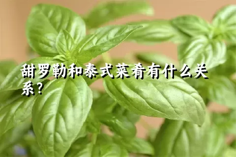 甜罗勒和泰式菜肴有什么关系？