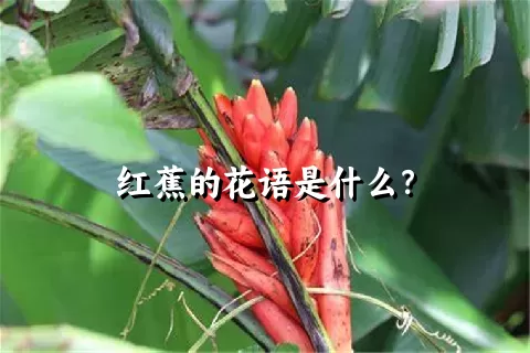 红蕉的花语是什么？