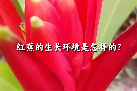 红蕉的生长环境是怎样的？