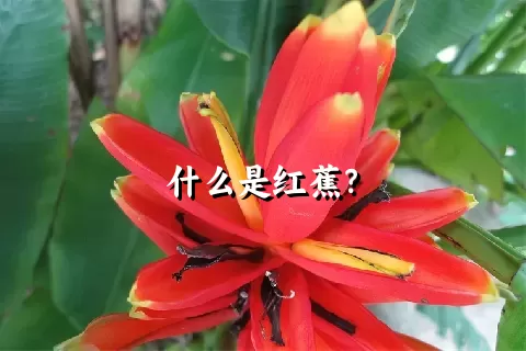 什么是红蕉？