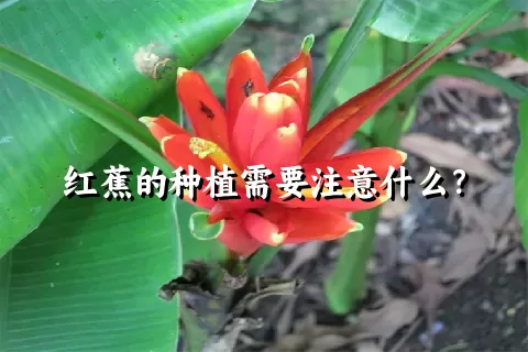 红蕉的种植需要注意什么？