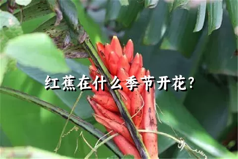 红蕉在什么季节开花？