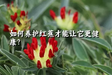 如何养护红蕉才能让它更健康？