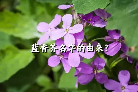 蓝香芥名字的由来？