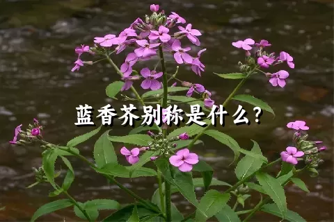 蓝香芥别称是什么？