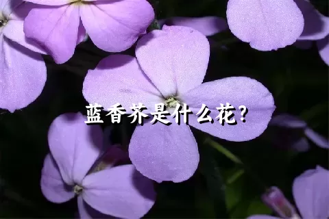 蓝香芥是什么花？