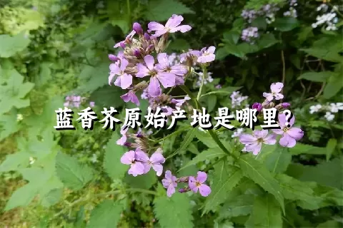 蓝香芥原始产地是哪里？