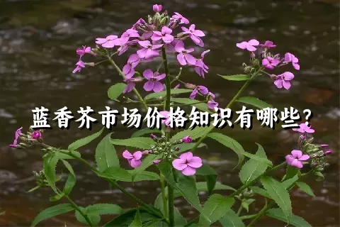 蓝香芥市场价格知识有哪些？