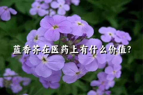 蓝香芥在医药上有什么价值？