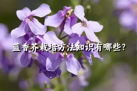 蓝香芥栽培方法知识有哪些？