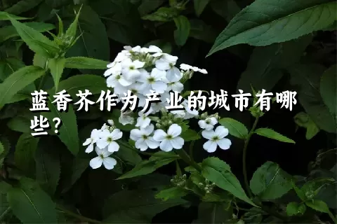 蓝香芥作为产业的城市有哪些？